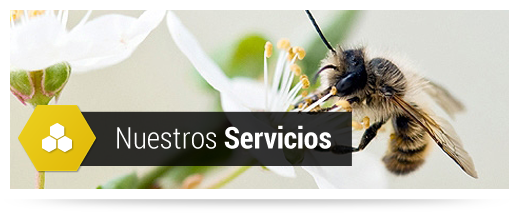 Servicios